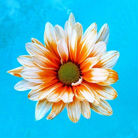 Peach Daisy White Modern Wood Framed Art Print by Peck, Gail