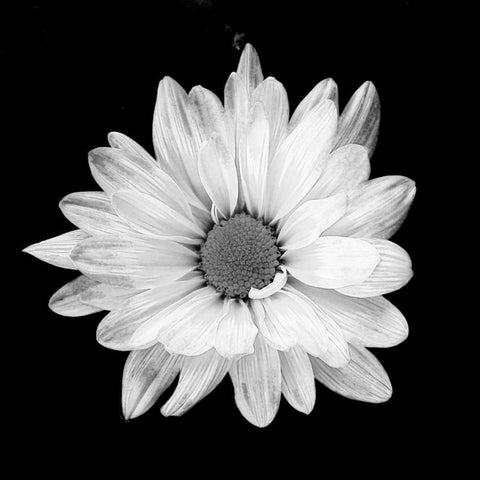 White Daisy White Modern Wood Framed Art Print with Double Matting by Peck, Gail