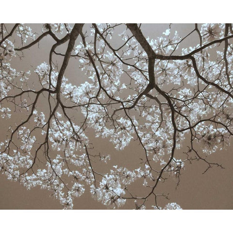 White Blossoms White Modern Wood Framed Art Print by Peck, Gail