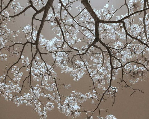 White Blossoms White Modern Wood Framed Art Print with Double Matting by Peck, Gail