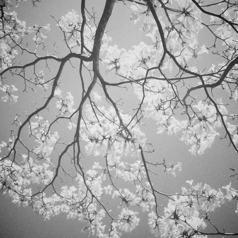 Blossoms on Gray I White Modern Wood Framed Art Print by Peck, Gail