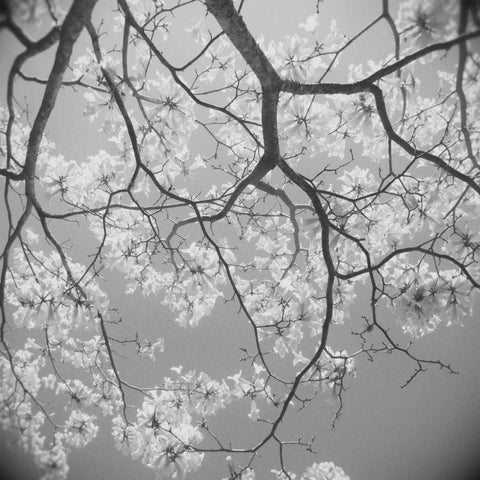 Blossoms on Gray II Black Ornate Wood Framed Art Print with Double Matting by Peck, Gail