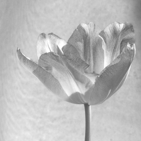 B-W Tulip Black Modern Wood Framed Art Print with Double Matting by Peck, Gail