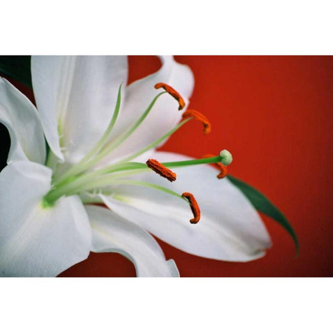 White Lily Gold Ornate Wood Framed Art Print with Double Matting by Peck, Gail