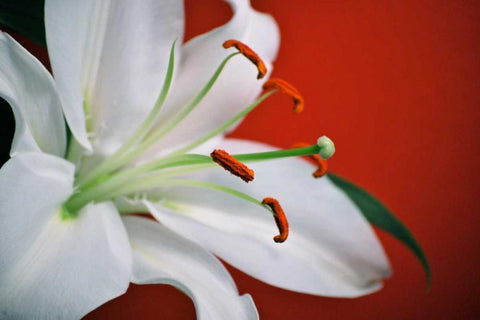 White Lily White Modern Wood Framed Art Print with Double Matting by Peck, Gail