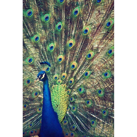 Royally Blue I Black Modern Wood Framed Art Print by Peck, Gail