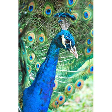 Royally Blue II White Modern Wood Framed Art Print by Peck, Gail