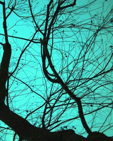 Branches on Teal II Black Ornate Wood Framed Art Print with Double Matting by Peck, Gail
