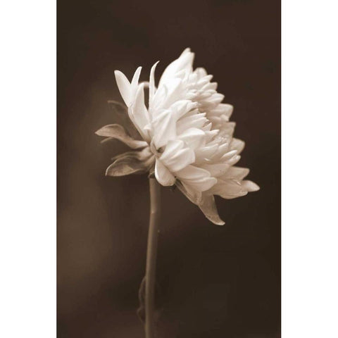 Sepia Flower I Black Modern Wood Framed Art Print by Peck, Gail