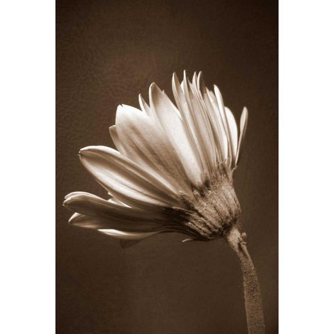 Sepia Flower II Gold Ornate Wood Framed Art Print with Double Matting by Peck, Gail