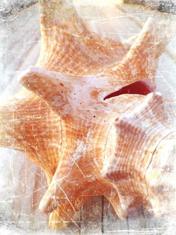 Conch I White Modern Wood Framed Art Print with Double Matting by Saghini, Lisa Hill