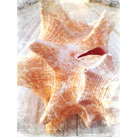 Conch I Black Modern Wood Framed Art Print by Saghini, Lisa Hill
