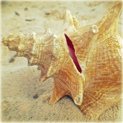 Conch Black Modern Wood Framed Art Print by Saghini, Lisa Hill