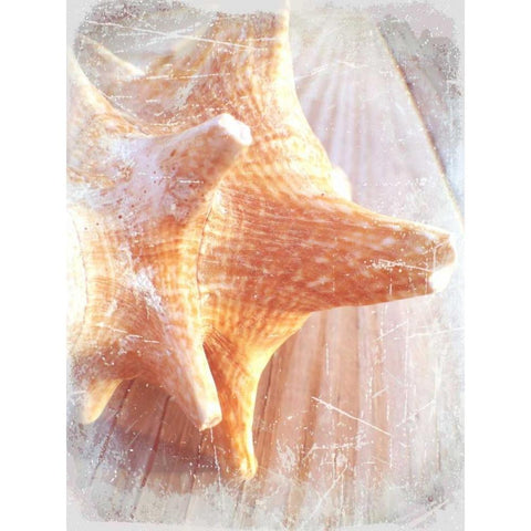 Conch II Gold Ornate Wood Framed Art Print with Double Matting by Saghini, Lisa Hill