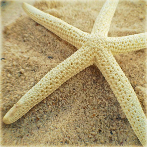 Starfish Black Modern Wood Framed Art Print with Double Matting by Saghini, Lisa Hill