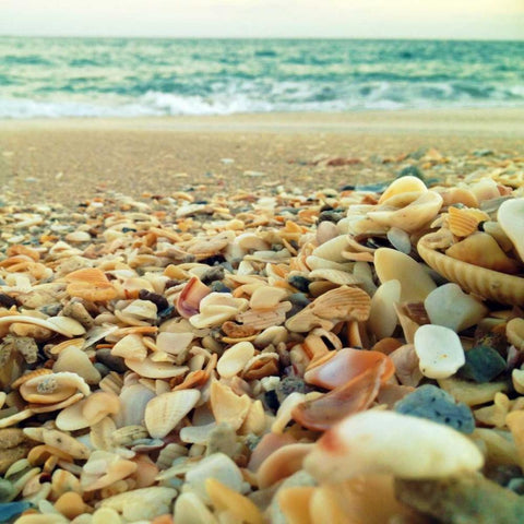 Shells Beach I Gold Ornate Wood Framed Art Print with Double Matting by Saghini, Lisa Hill