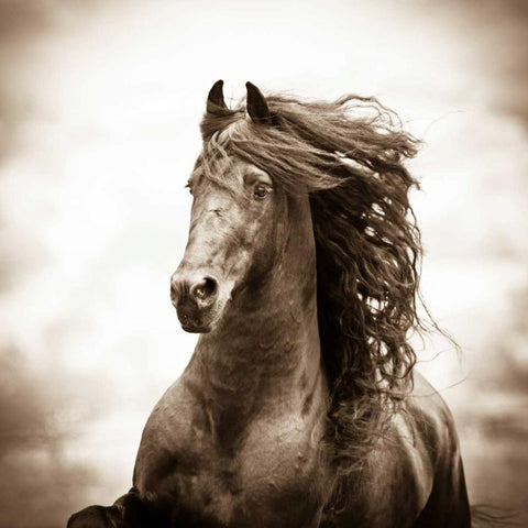 War Horse Gold Ornate Wood Framed Art Print with Double Matting by Walker, Carol