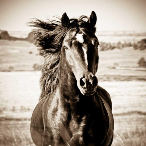 On the Run White Modern Wood Framed Art Print with Double Matting by Walker, Carol