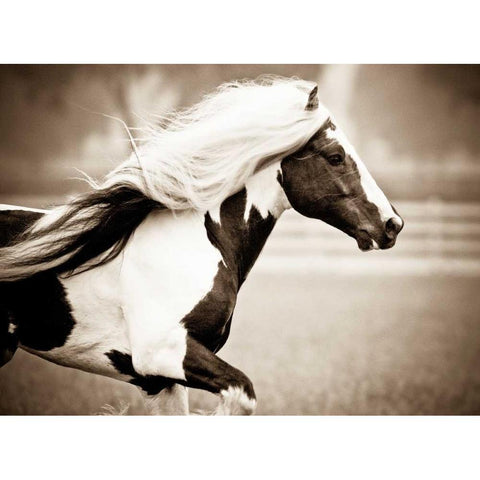 Gypsies Pride White Modern Wood Framed Art Print by Walker, Carol