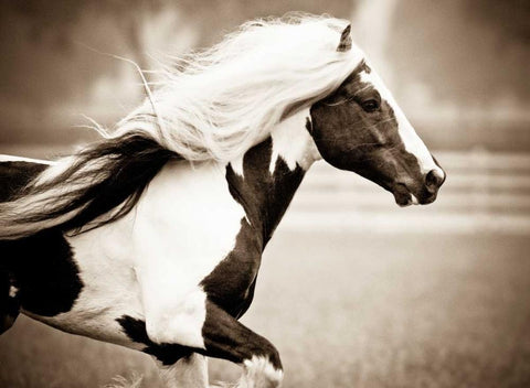 Gypsies Pride Black Ornate Wood Framed Art Print with Double Matting by Walker, Carol