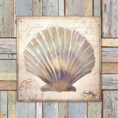 Beach Shell I White Modern Wood Framed Art Print with Double Matting by Medley, Elizabeth