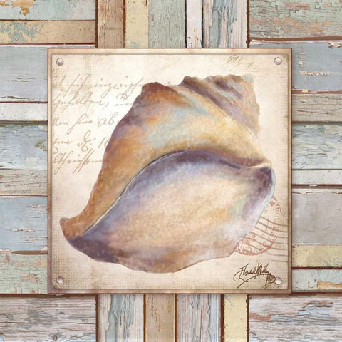 Beach Shell II Black Ornate Wood Framed Art Print with Double Matting by Medley, Elizabeth