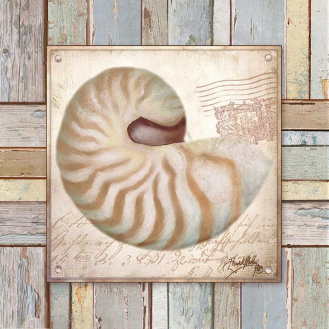 Beach Shell III Black Modern Wood Framed Art Print with Double Matting by Medley, Elizabeth