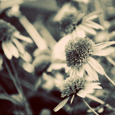 Fragile Daisies I Black Modern Wood Framed Art Print by Peck, Gail