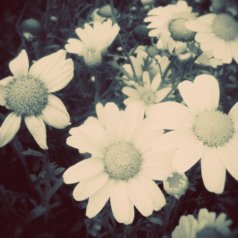 Fragile Daisies II Black Modern Wood Framed Art Print with Double Matting by Peck, Gail