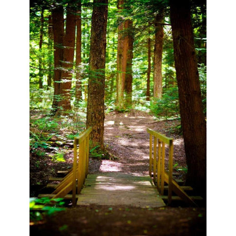 Forest Park Path Black Modern Wood Framed Art Print by Bryant, Susan