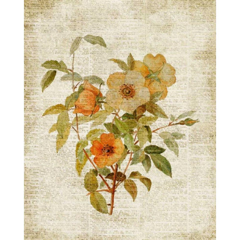 Roses on Newsprint I Gold Ornate Wood Framed Art Print with Double Matting by Loreth, Lanie