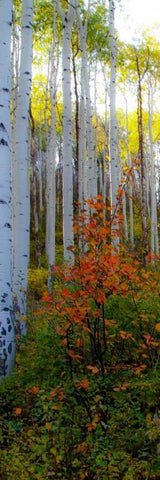 Aspen in the Day I White Modern Wood Framed Art Print with Double Matting by Mansfield, Kathy