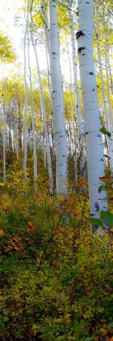 Aspen in the Day II White Modern Wood Framed Art Print with Double Matting by Mansfield, Kathy