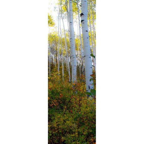 Aspen in the Day II Black Modern Wood Framed Art Print by Mansfield, Kathy