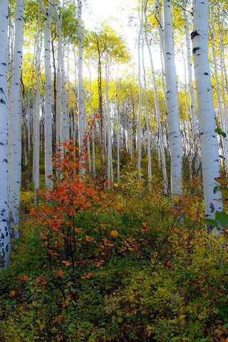 Aspen in the Day Black Ornate Wood Framed Art Print with Double Matting by Mansfield, Kathy