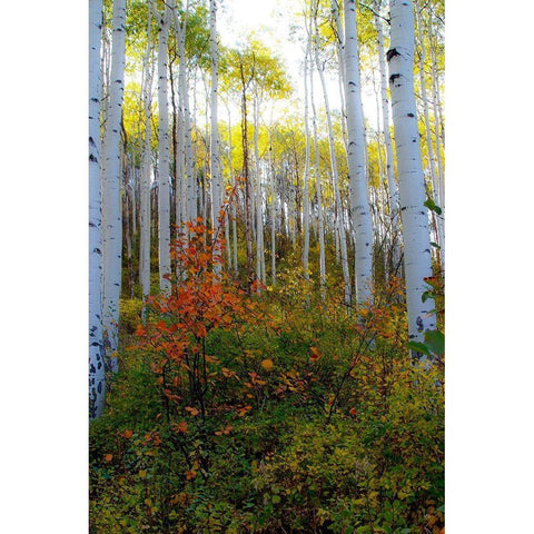 Aspen in the Day Black Modern Wood Framed Art Print by Mansfield, Kathy
