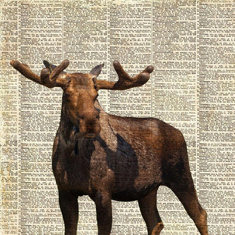 Country Moose I White Modern Wood Framed Art Print by Coppel, Anna