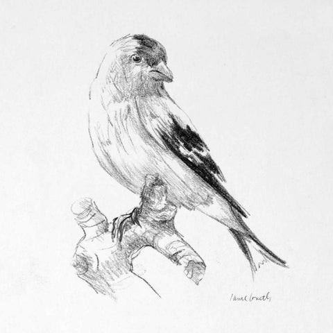 Bird Drawing II White Modern Wood Framed Art Print with Double Matting by Loreth, Lanie