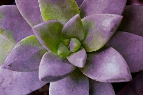 Purple Succulent I White Modern Wood Framed Art Print with Double Matting by Bryant, Susan