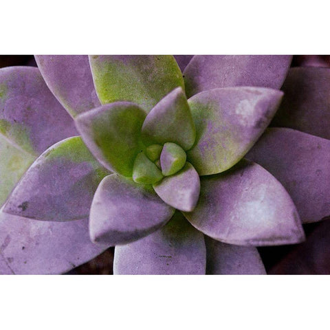 Purple Succulent I Black Modern Wood Framed Art Print by Bryant, Susan