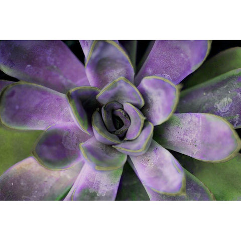 Purple Succulent II Gold Ornate Wood Framed Art Print with Double Matting by Bryant, Susan