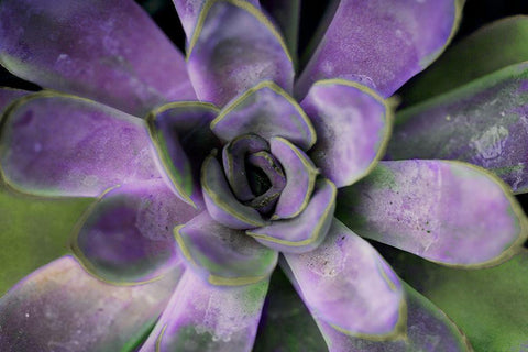 Purple Succulent II White Modern Wood Framed Art Print with Double Matting by Bryant, Susan