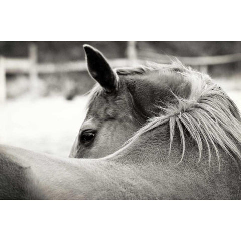 Over His Shoulder Black Modern Wood Framed Art Print with Double Matting by Peck, Gail