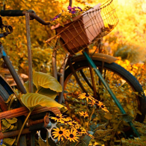 Garden Bike Black Modern Wood Framed Art Print by Nawrocke, Bruce