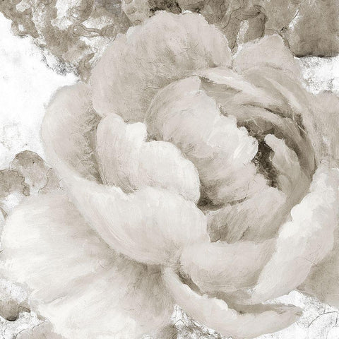 Light Grey Flowers II White Modern Wood Framed Art Print with Double Matting by Loreth, Lanie