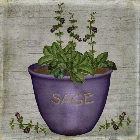 Herb Sage White Modern Wood Framed Art Print by Albert, Beth