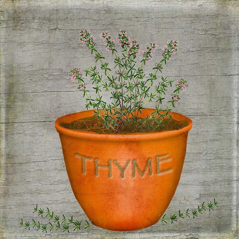 Herb Thyme Black Modern Wood Framed Art Print with Double Matting by Albert, Beth