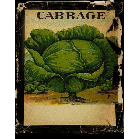 Vintage Cabbage Black Modern Wood Framed Art Print with Double Matting by Albert, Beth
