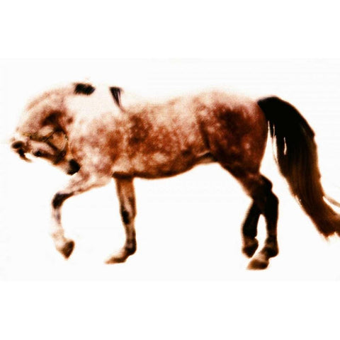 Horse 10 White Modern Wood Framed Art Print by Hoffman, Kate