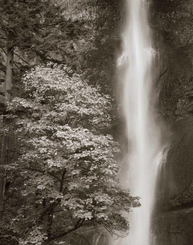 Multnomah Falls White Modern Wood Framed Art Print with Double Matting by Audit, Lisa
